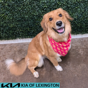 Website Pet Pictures - 2026-06-26T163126.181