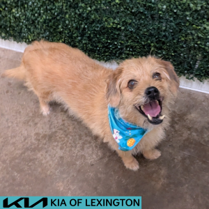 Website Pet Pictures - 2026-06-26T163807.719