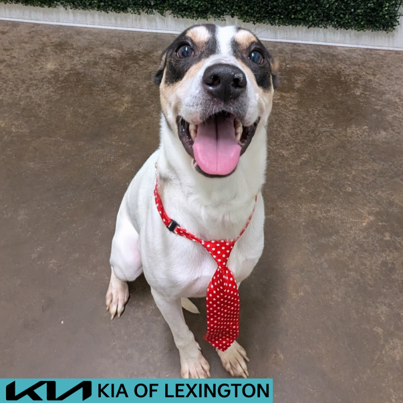 Website Pet Pictures - 2026-06-26T164449.695
