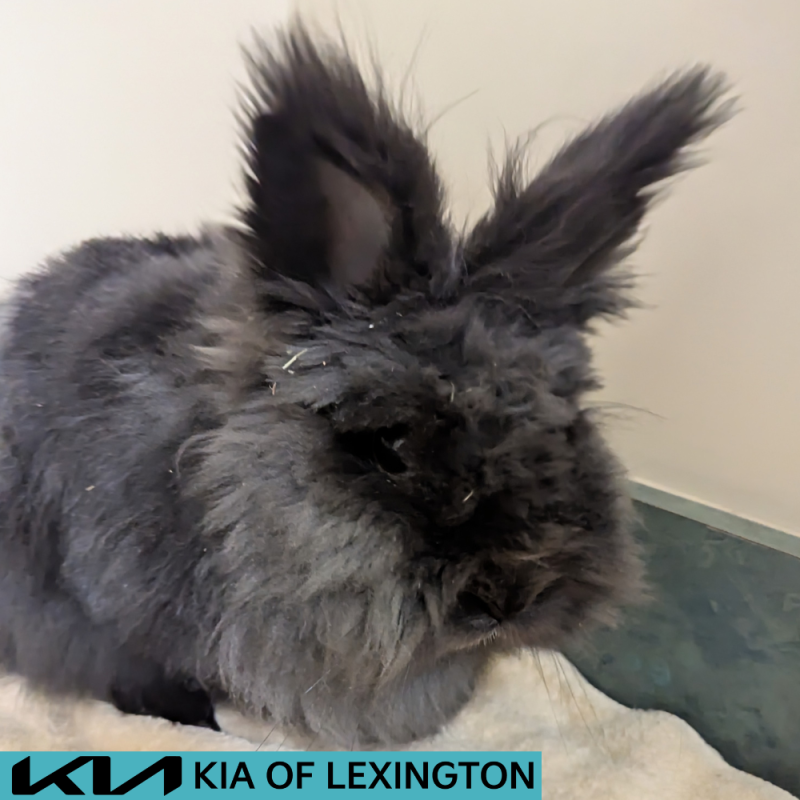 Website Pet Pictures - 2026-06-26T171812.766
