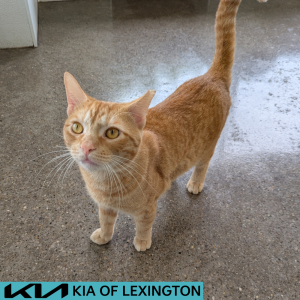 Website Pet Pictures - 2026-06-28T095058.906