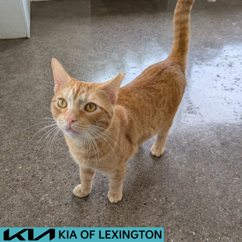 Website Pet Pictures - 2026-06-28T095058.906