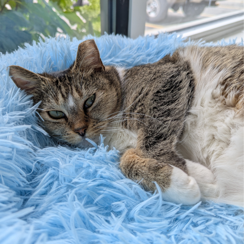 Website Pet Pictures - 2026-06-28T095349.344