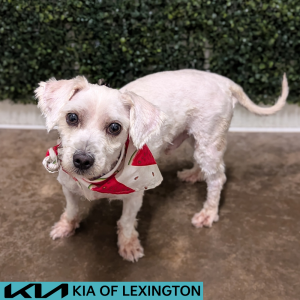 Website Pet Pictures - 2026-06-28T095610.049