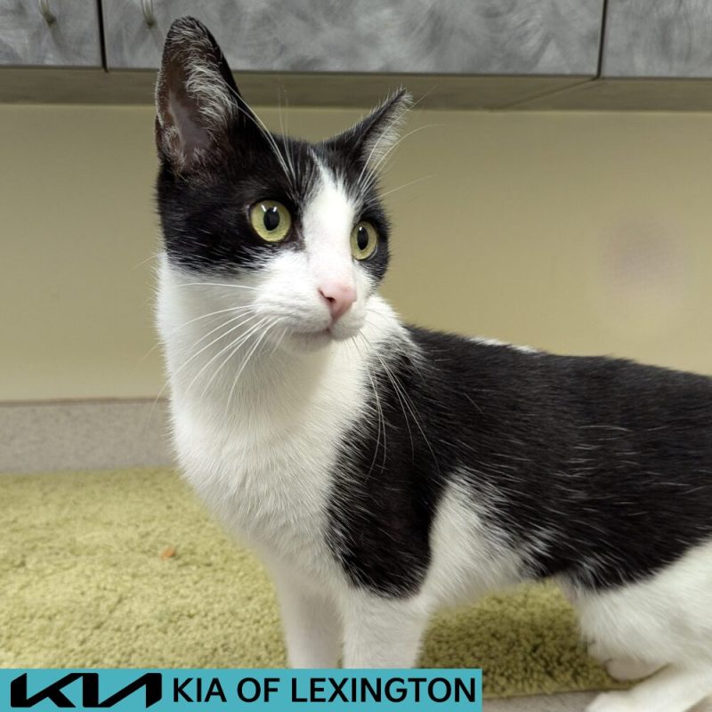 Website Pet Pictures - 2026-06-28T100608.058
