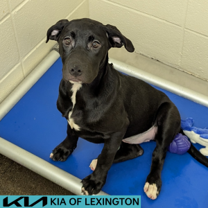 Website Pet Pictures - 2026-06-28T112715.744
