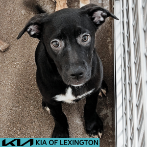 Website Pet Pictures - 2026-06-28T132249.368