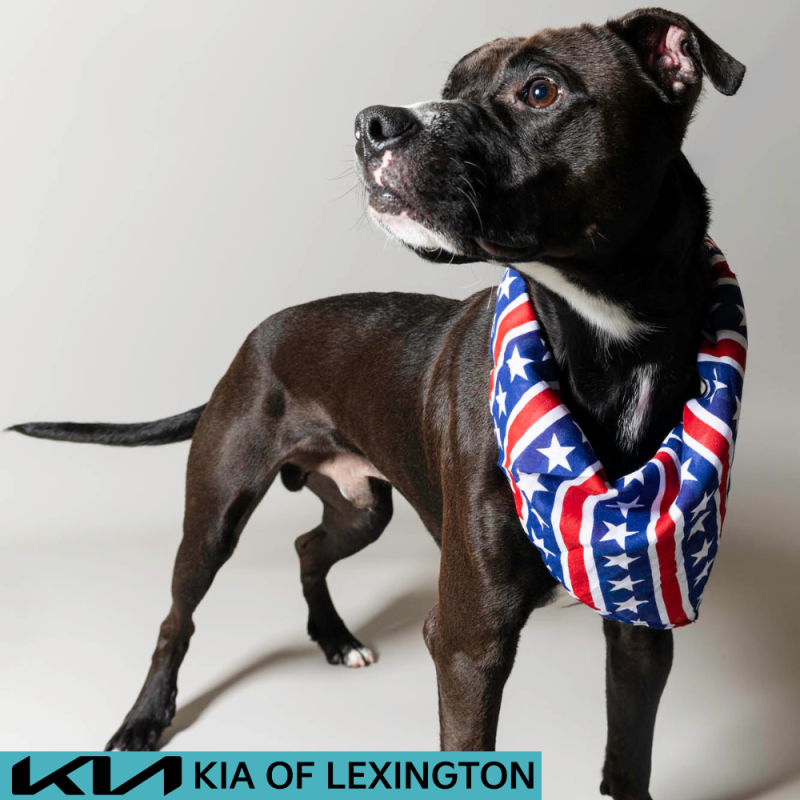 Website Pet Pictures - 2026-06-29T082836.836