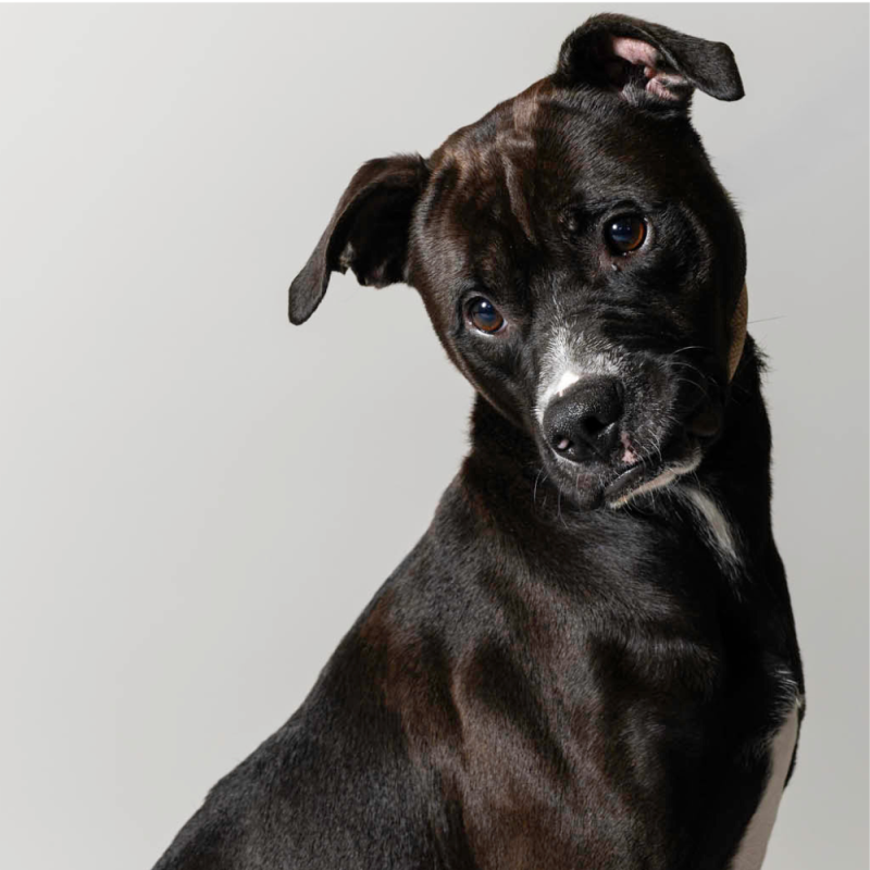 Website Pet Pictures - 2026-06-29T082919.610