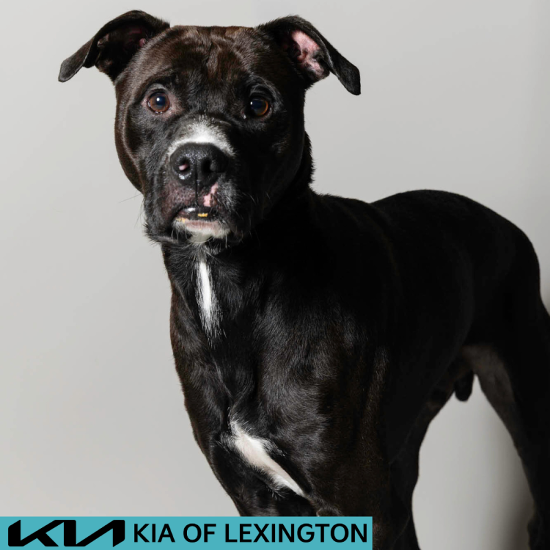 Website Pet Pictures - 2026-06-29T082941.414