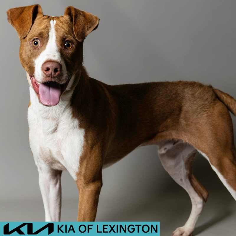 Website Pet Pictures - 2026-06-29T083330.951