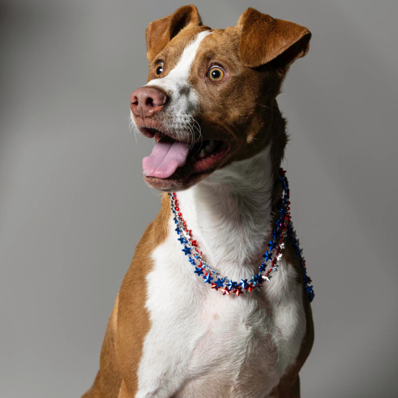 Website Pet Pictures - 2026-06-29T083411.298