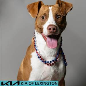 Website Pet Pictures - 2026-06-29T083438.291