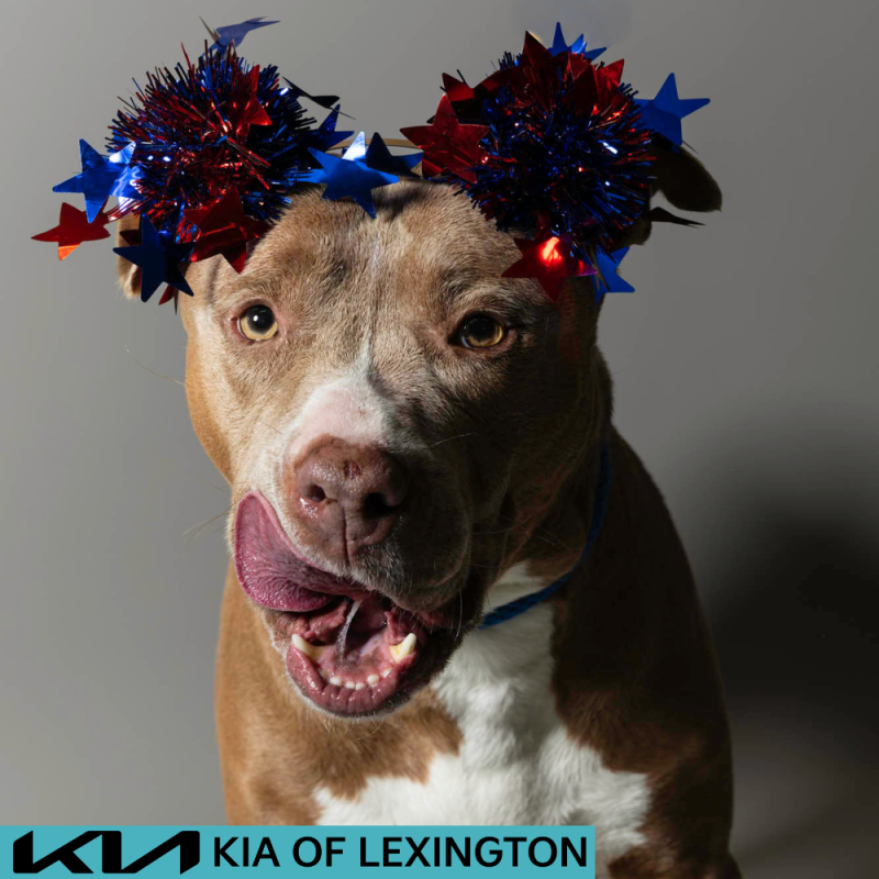 Website Pet Pictures - 2026-06-29T083743.236