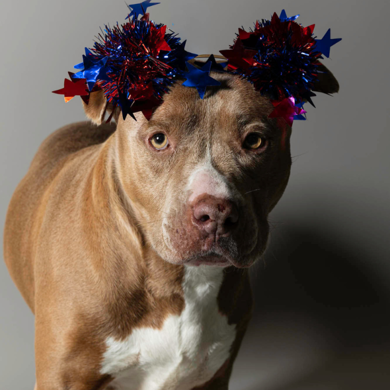 Website Pet Pictures - 2026-06-29T083808.624