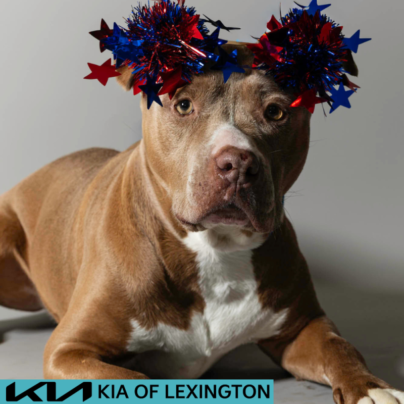 Website Pet Pictures - 2026-06-29T083835.485