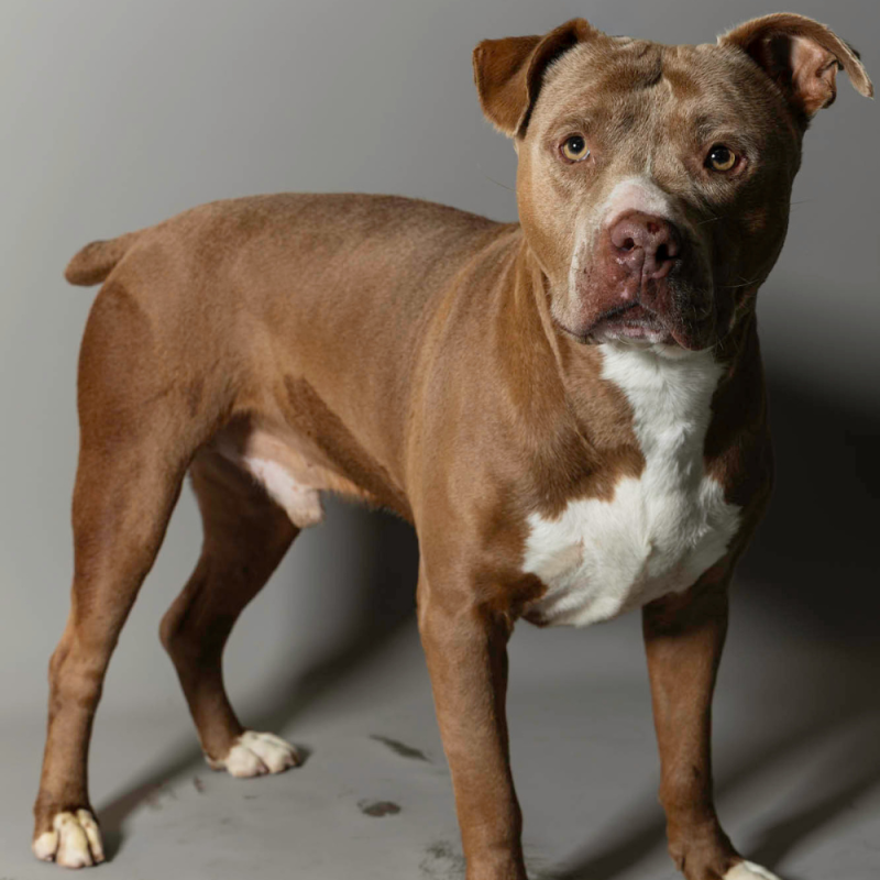 Website Pet Pictures - 2026-06-29T083857.760