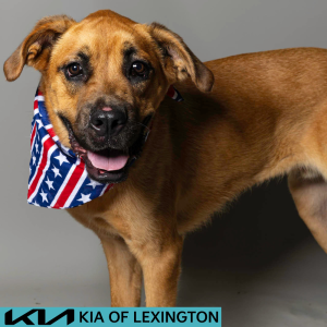 Website Pet Pictures - 2026-06-29T084622.072