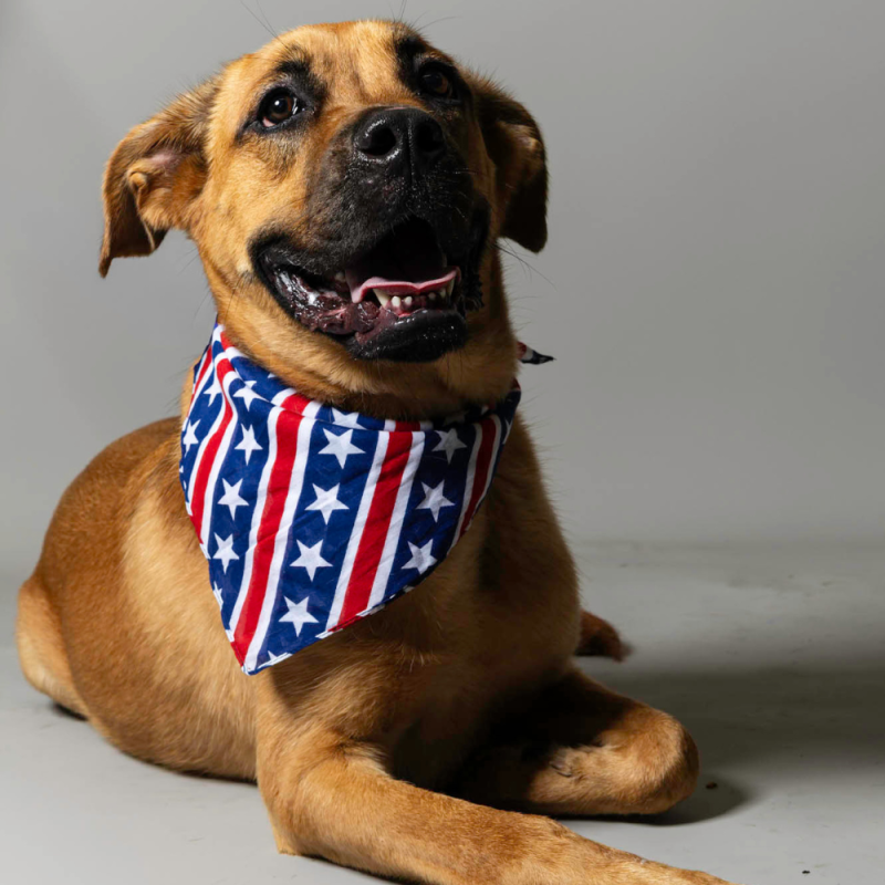 Website Pet Pictures - 2026-06-29T084639.970