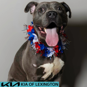 Website Pet Pictures - 2026-06-29T085719.741