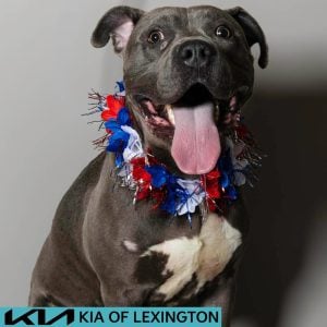 Website Pet Pictures - 2026-06-29T085719.741
