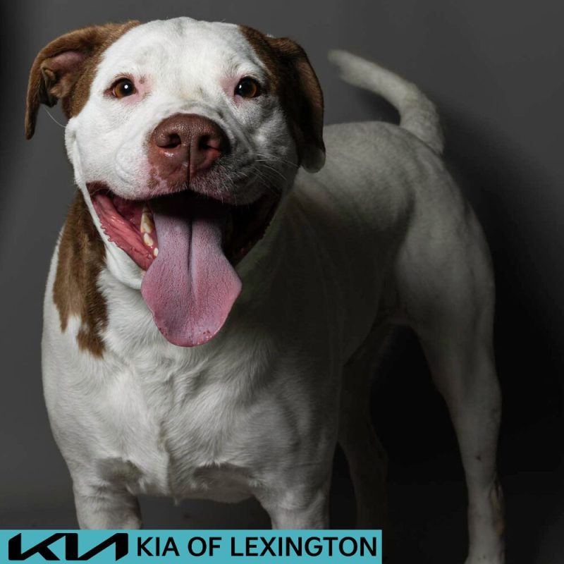 Website Pet Pictures - 2026-06-29T085849.911