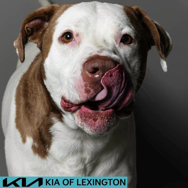 Website Pet Pictures - 2026-06-29T085915.430