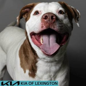 Website Pet Pictures - 2026-06-29T085938.584