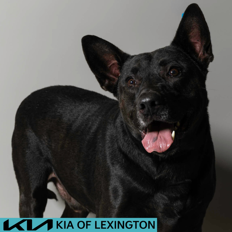 Website Pet Pictures - 2026-06-29T090704.707