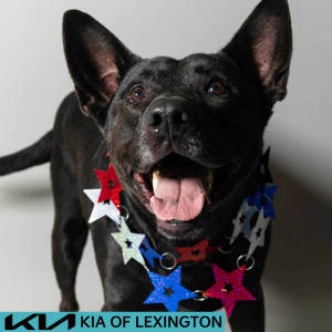 Website Pet Pictures - 2026-06-29T090740.550