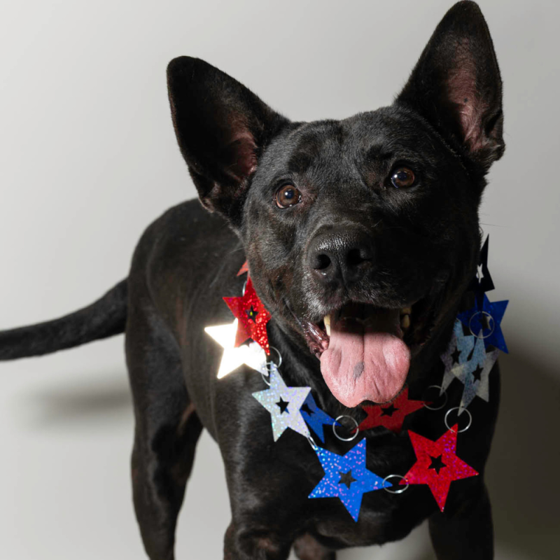 Website Pet Pictures - 2026-06-29T090807.201
