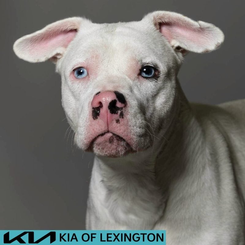 Website Pet Pictures - 2026-06-29T091413.774
