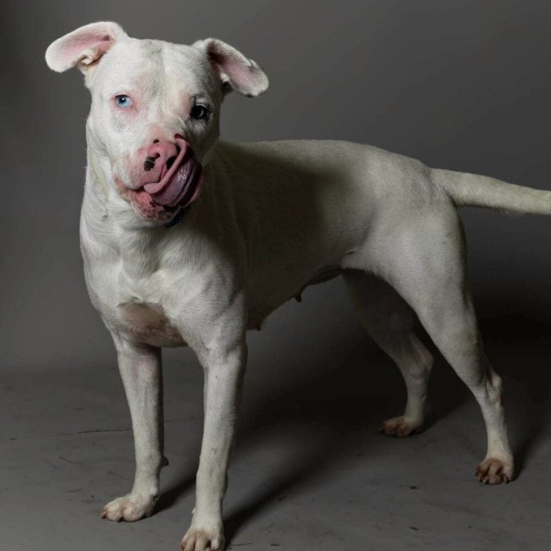 Website Pet Pictures - 2026-06-29T091437.149