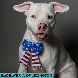 Website Pet Pictures - 2026-06-29T091503.546
