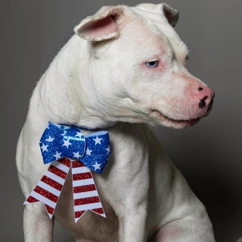 Website Pet Pictures - 2026-06-29T091553.331