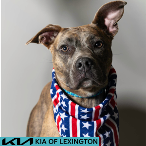 Website Pet Pictures - 2026-06-29T092152.719