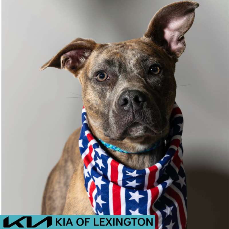 Website Pet Pictures - 2026-06-29T092152.719