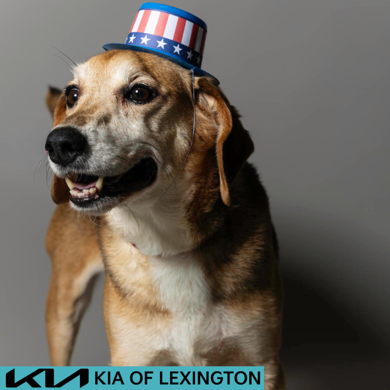 Website Pet Pictures - 2026-06-29T094821.438