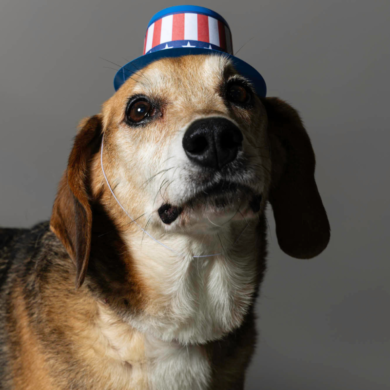 Website Pet Pictures - 2026-06-29T094844.903