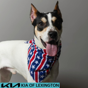 Website Pet Pictures - 2026-06-29T123245.429