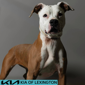 Website Pet Pictures - 2026-06-29T132720.076