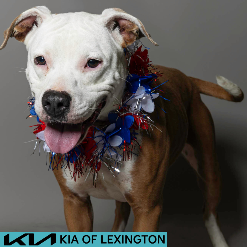Website Pet Pictures - 2026-06-29T132748.043
