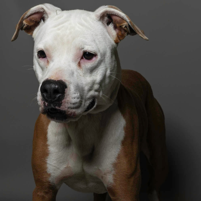Website Pet Pictures - 2026-06-29T132823.836