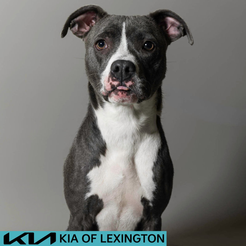 Website Pet Pictures - 2026-06-29T133329.630