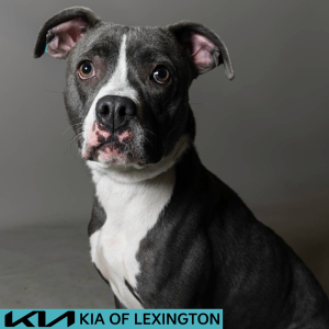 Website Pet Pictures - 2026-06-29T133404.302