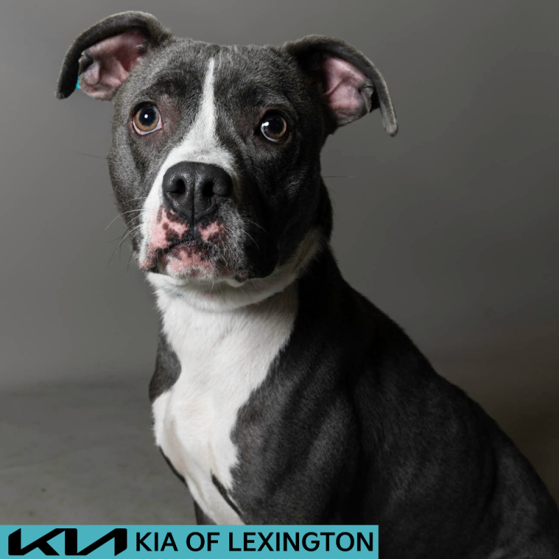 Website Pet Pictures - 2026-06-29T133404.302