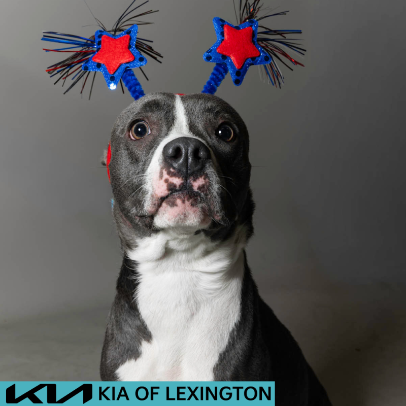 Website Pet Pictures - 2026-06-29T133505.703