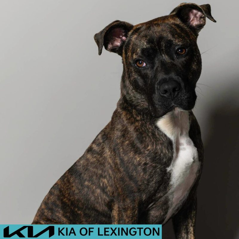 Website Pet Pictures - 2026-06-29T135616.189