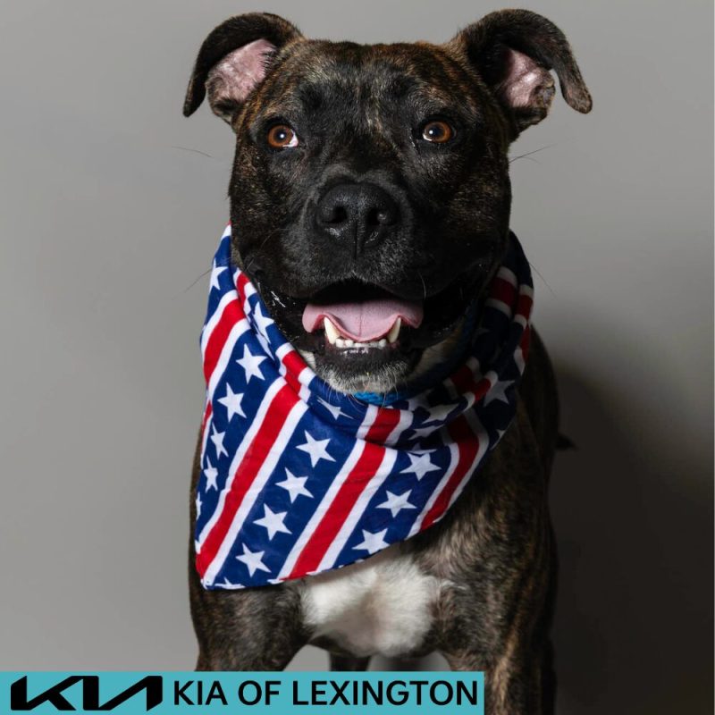 Website Pet Pictures - 2026-06-29T135645.645