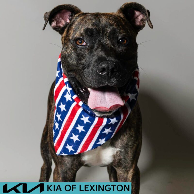Website Pet Pictures - 2026-06-29T135716.981
